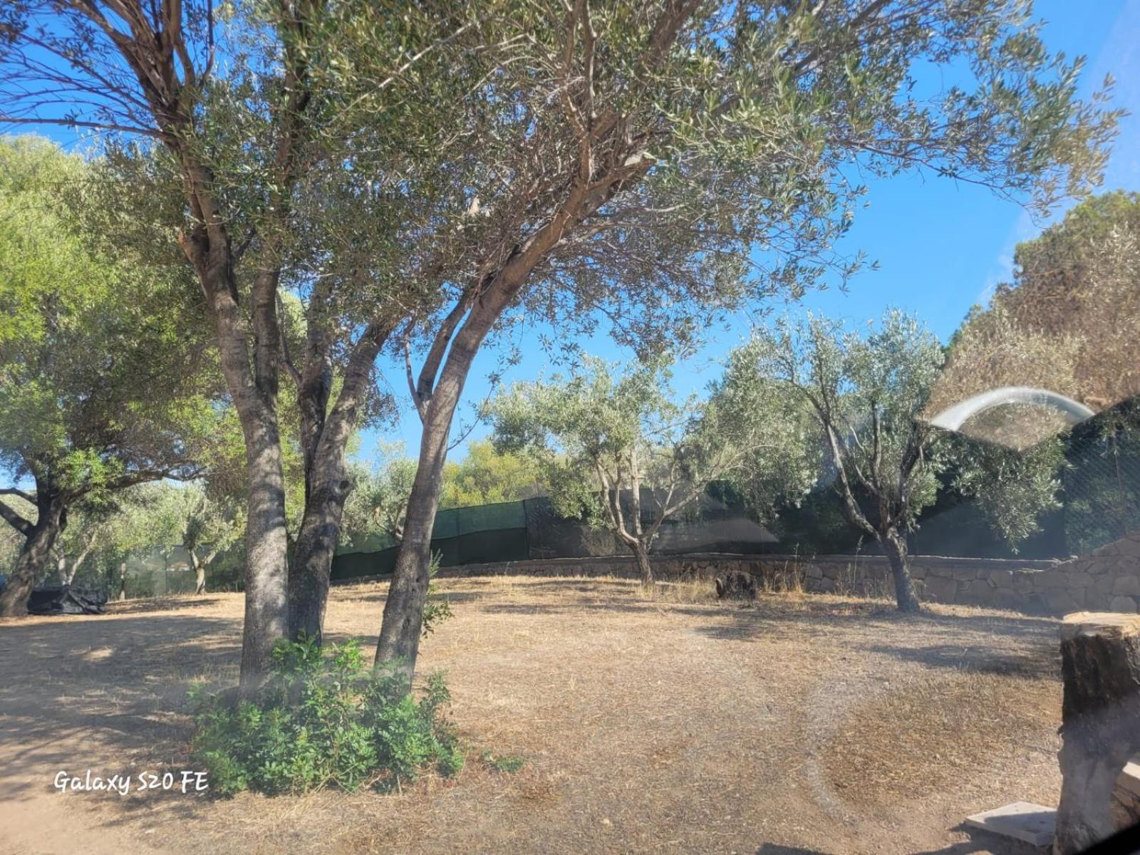 Residenza Degli Ulivi Διαμέρισμα Όλμπια Εξωτερικό φωτογραφία